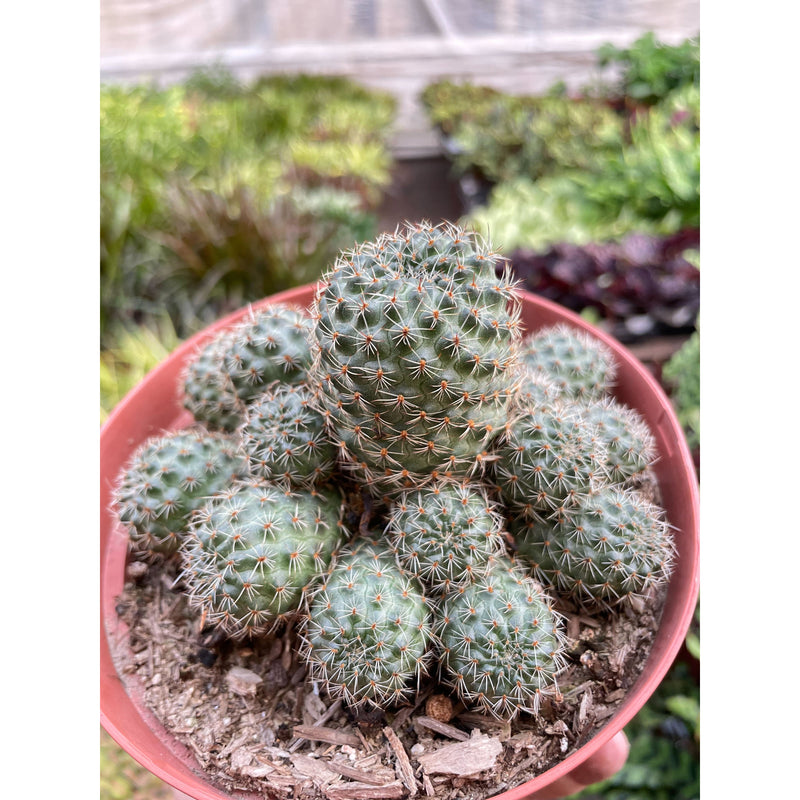 Load image into Gallery viewer, Rebutia Deminuta Sanguinea Cactus
