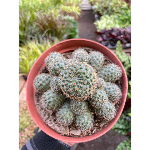 Rebutia Deminuta Sanguinea Cactus, additional product view 2