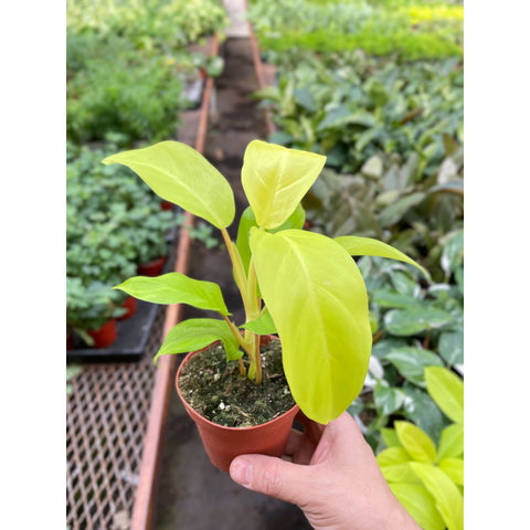 Philodendron Golden Goddess 4 Inch Pot