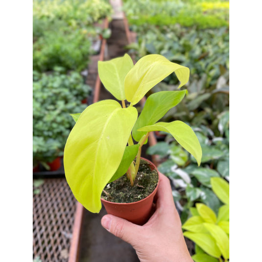 Philodendron Golden Goddess - 4