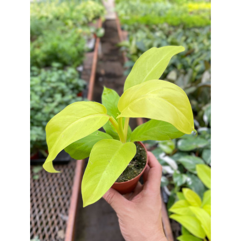 Load image into Gallery viewer, Philodendron Golden Goddess - 4" Pot
