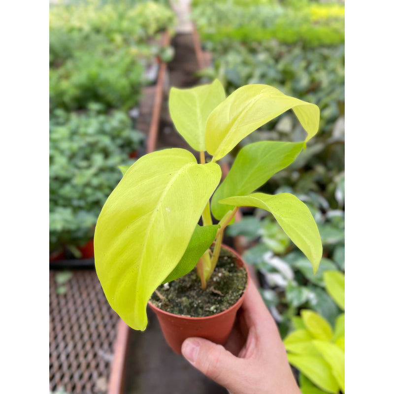 Load image into Gallery viewer, Philodendron Golden Goddess - 4" Pot
