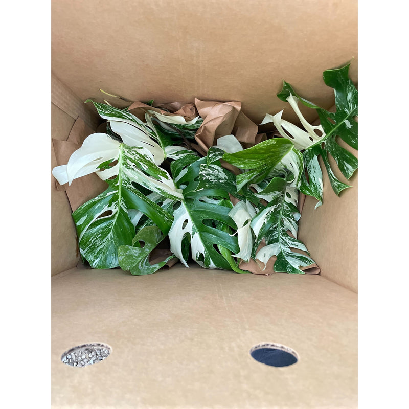 Load image into Gallery viewer, Monstera 'Albo Borsigiana Variegated'
