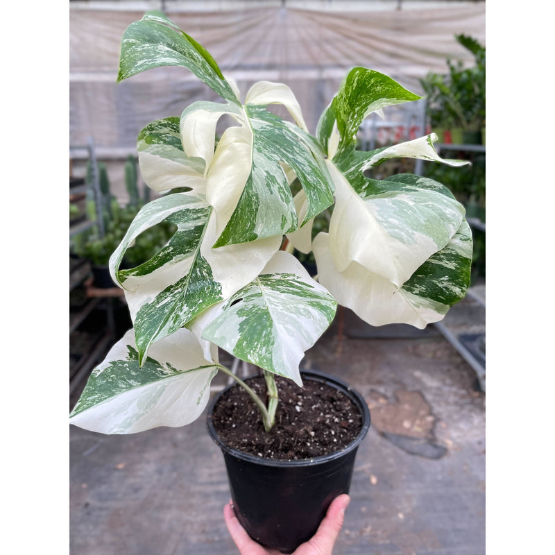 Load image into Gallery viewer, Monstera 'Albo Borsigiana Variegated'
