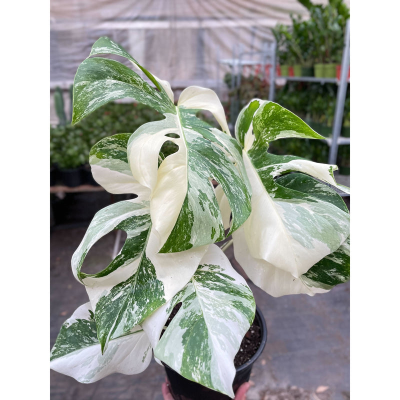 Load image into Gallery viewer, Monstera 'Albo Borsigiana Variegated'
