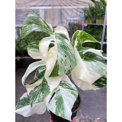 Monstera 'Albo Borsigiana Variegated', additional product view 2