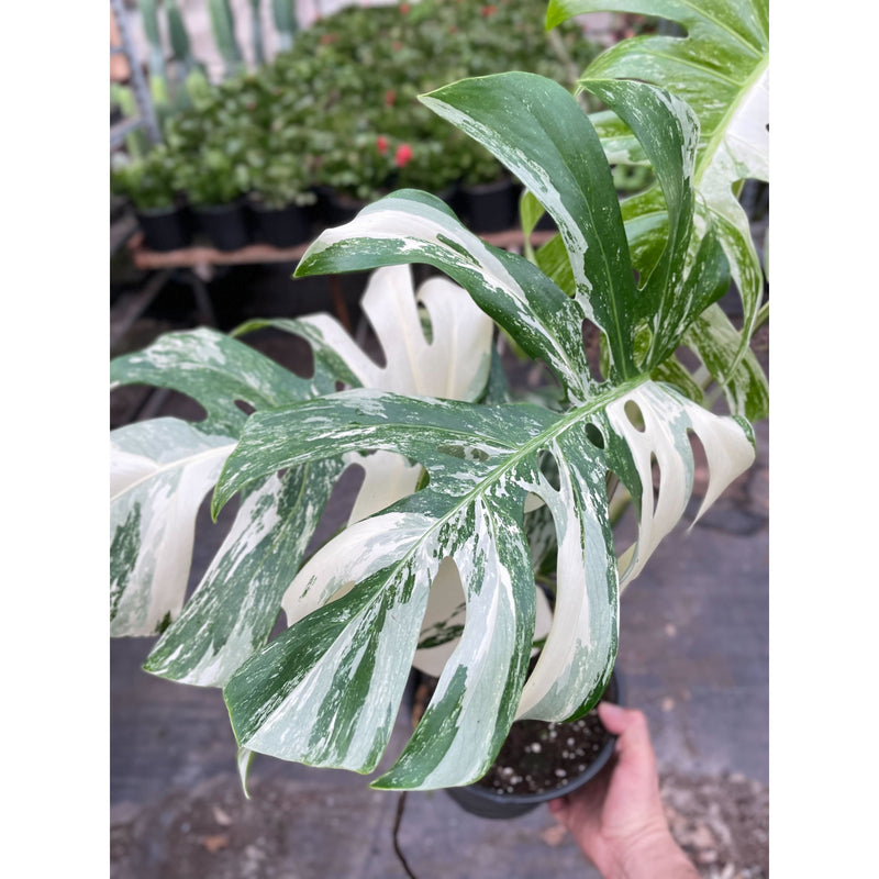 Load image into Gallery viewer, Monstera 'Albo Borsigiana Variegated'
