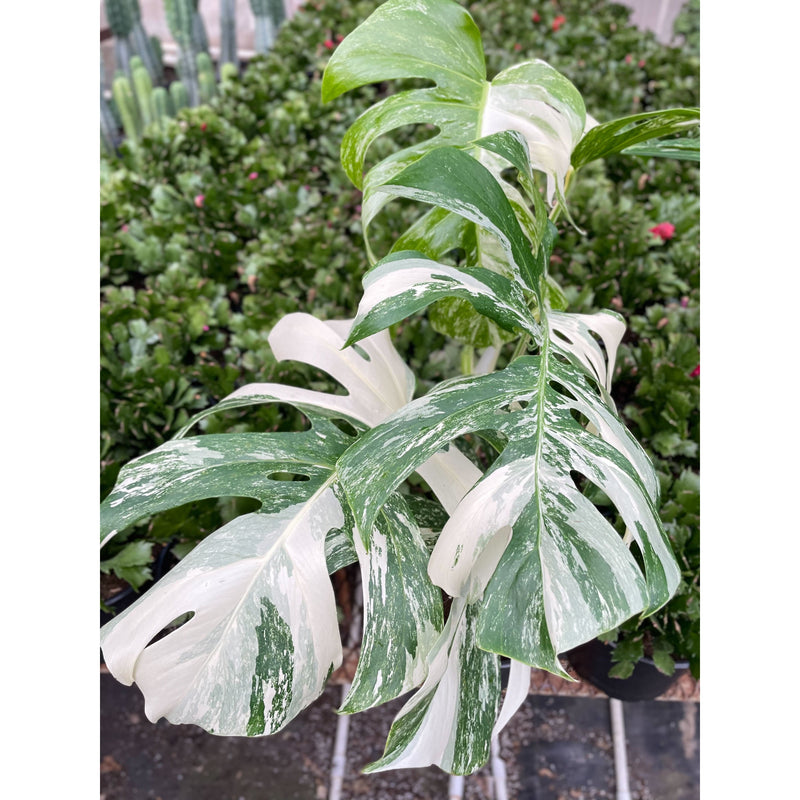 Load image into Gallery viewer, Monstera 'Albo Borsigiana Variegated'
