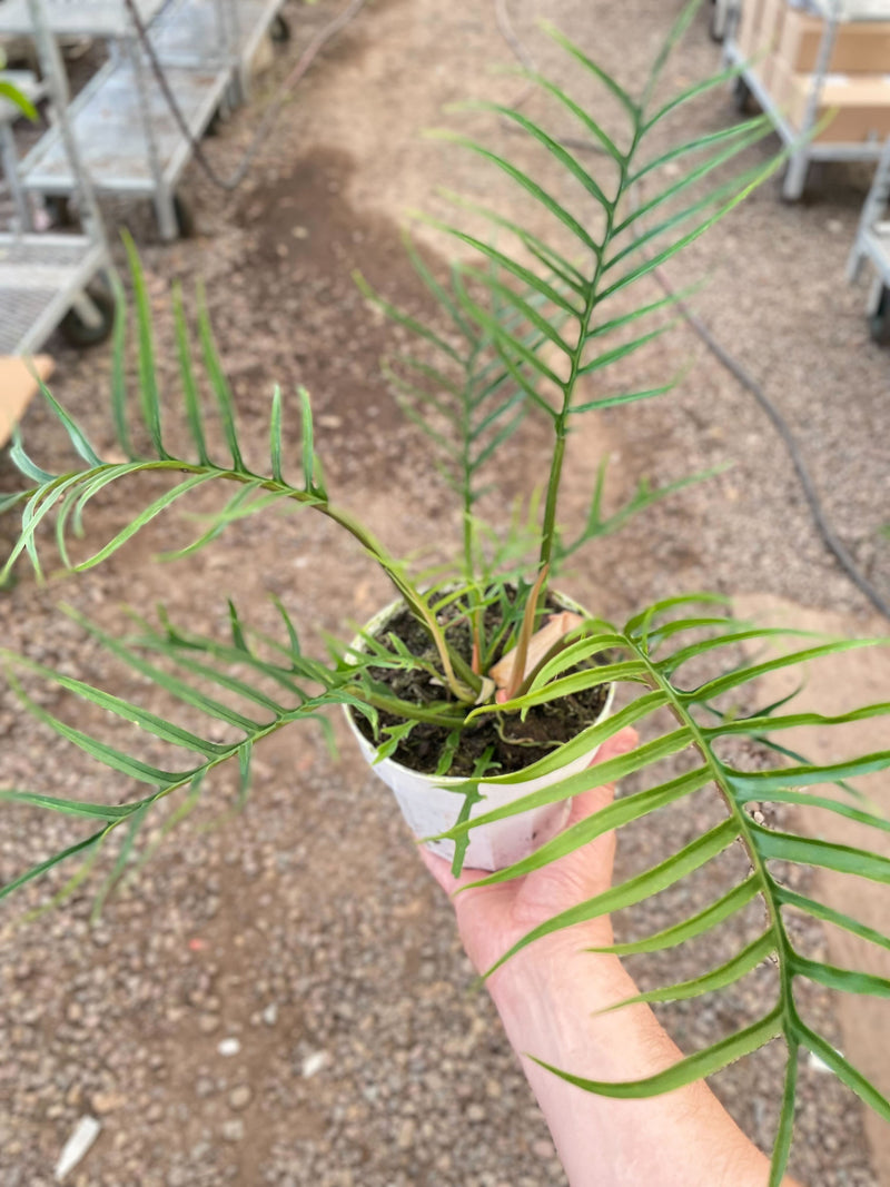 Load image into Gallery viewer, Philodendron 'Tortum'
