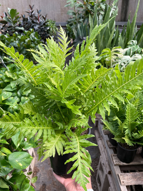 Silver Lady fern, 6-inch pot
