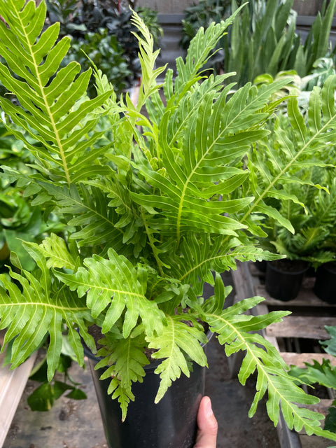 Fern Silver Lady - 6