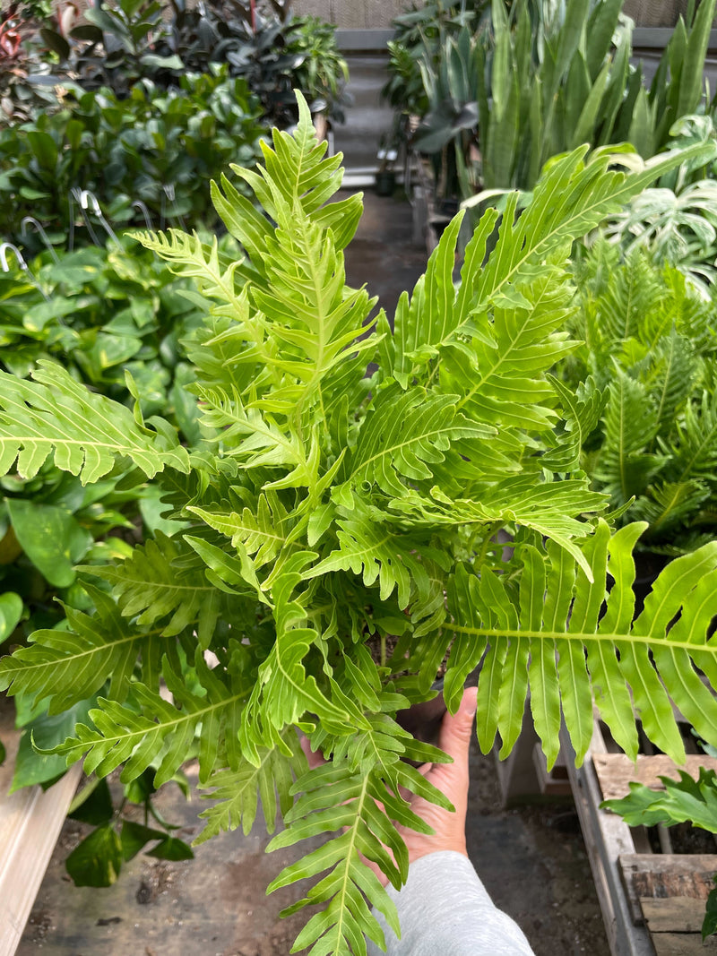 Load image into Gallery viewer, Fern Silver Lady - 6" Pot
