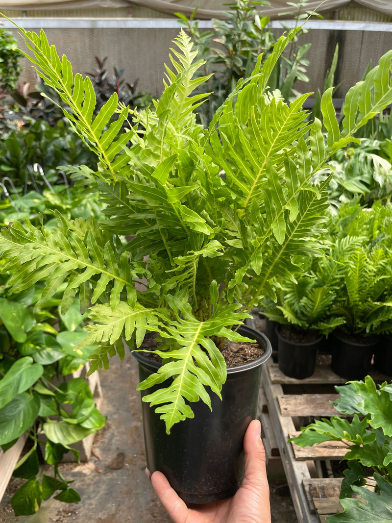 Load image into Gallery viewer, Fern Silver Lady - 6" Pot
