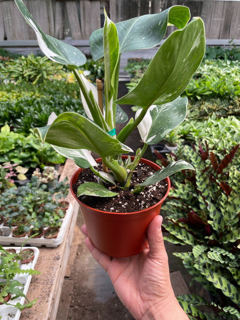 Load image into Gallery viewer, Philodendron 'White Wizard'
