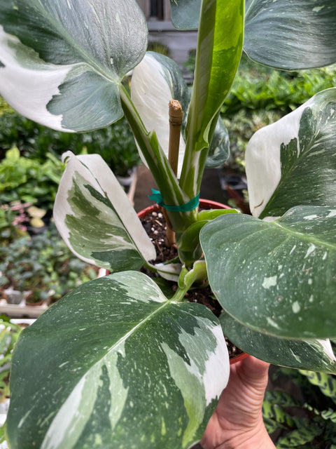 Philodendron 'White Wizard', additional product view 2