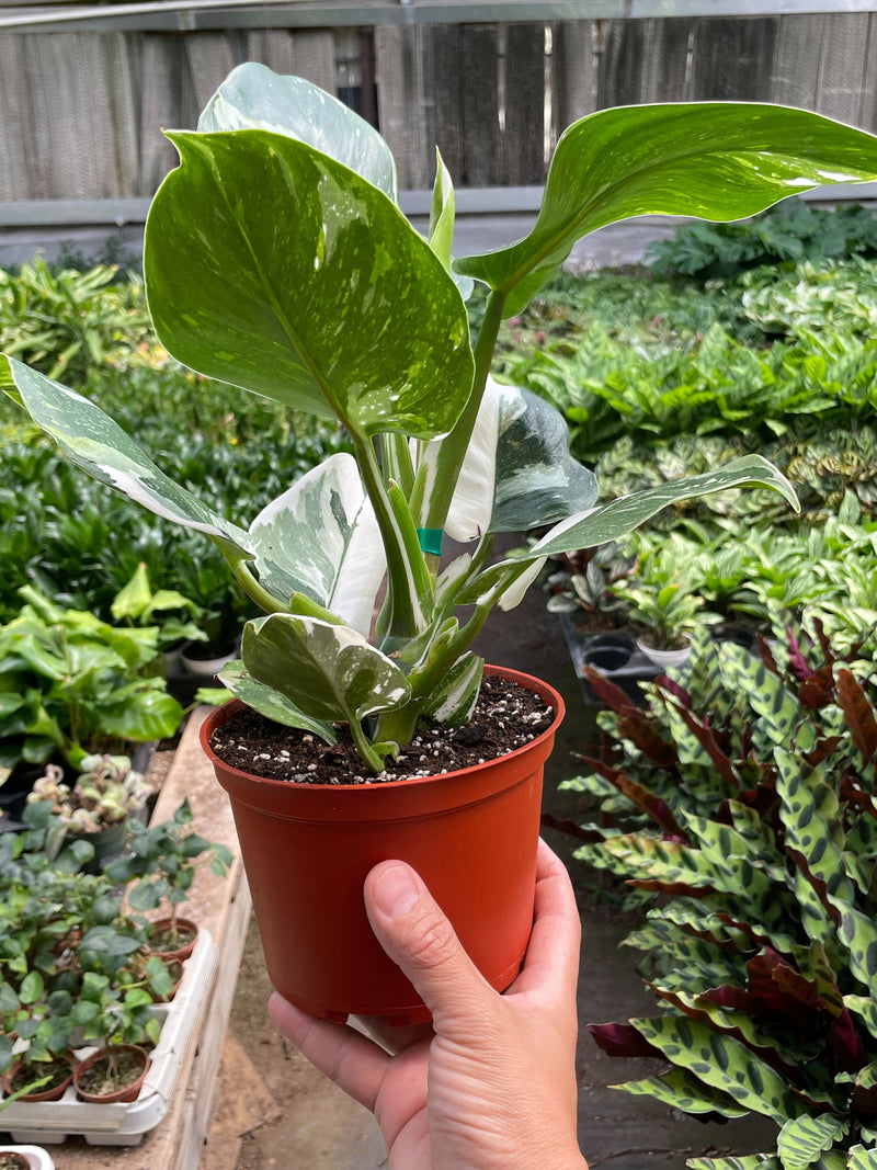 Load image into Gallery viewer, Philodendron 'White Wizard'
