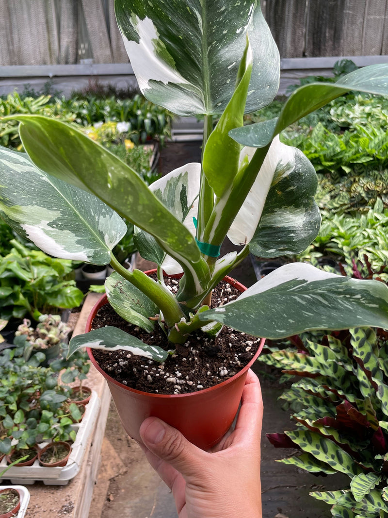 Load image into Gallery viewer, Philodendron 'White Wizard'
