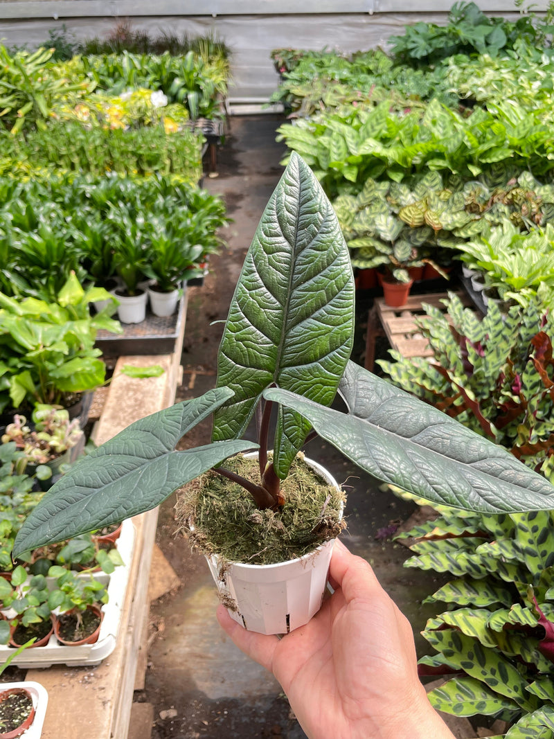Load image into Gallery viewer, Alocasia 'Scalprum'
