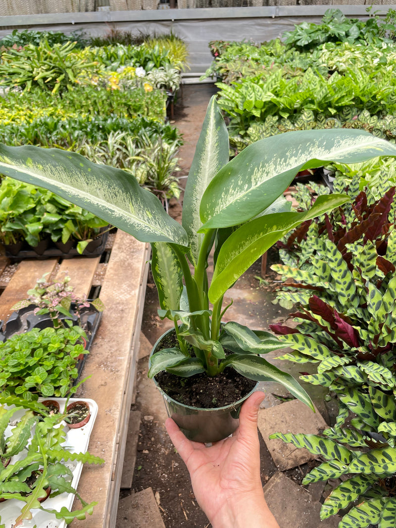 Load image into Gallery viewer, Dieffenbachia Panther
