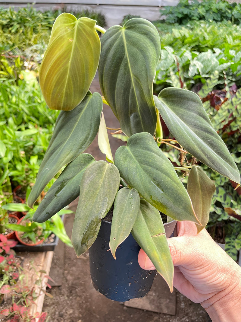 Load image into Gallery viewer, Philodendron Gigas
