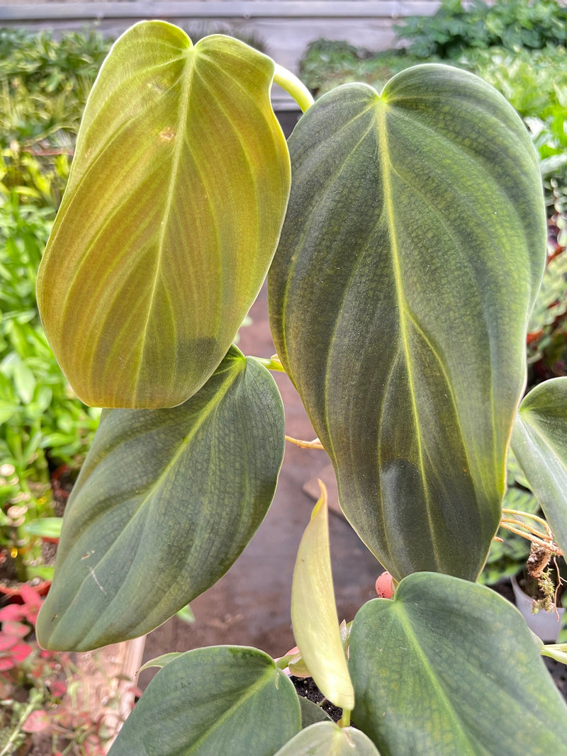 Load image into Gallery viewer, Philodendron Gigas
