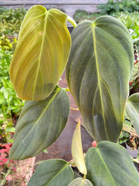 Philodendron Gigas, additional product view 2