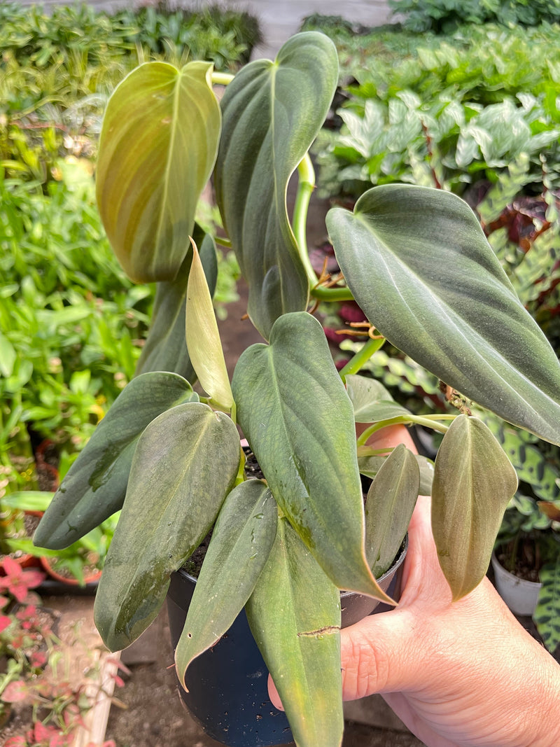 Load image into Gallery viewer, Philodendron Gigas
