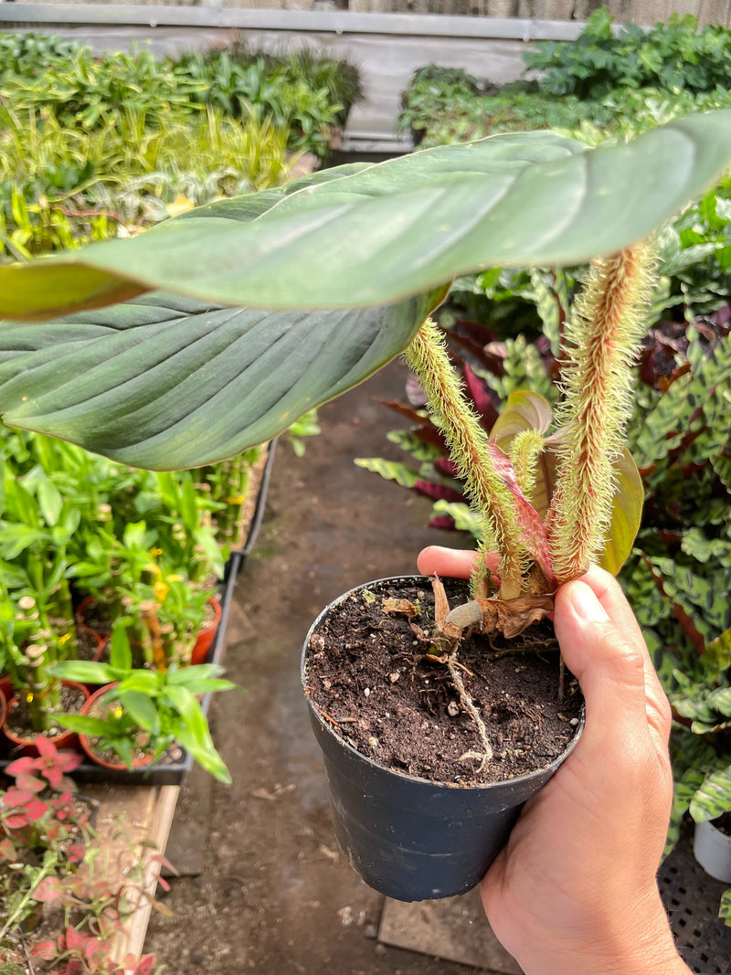Load image into Gallery viewer, Philodendron 'Serpens'
