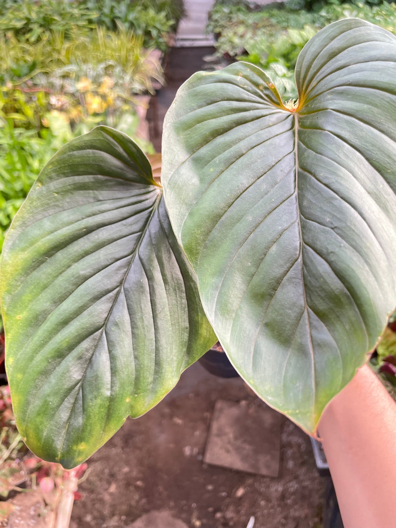 Load image into Gallery viewer, Philodendron 'Serpens'
