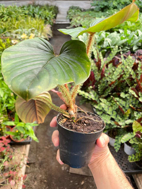 Philodendron 'Serpens', additional product view 2