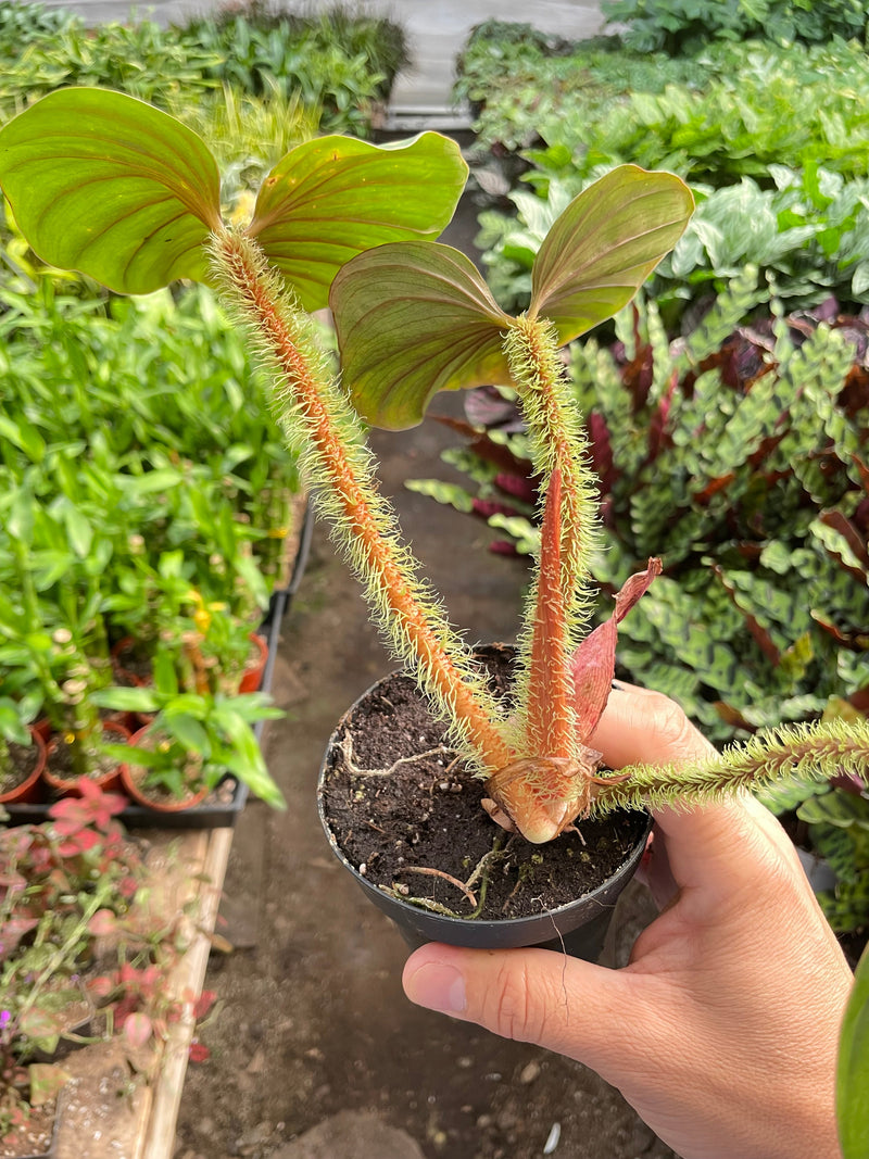 Load image into Gallery viewer, Philodendron 'Serpens'
