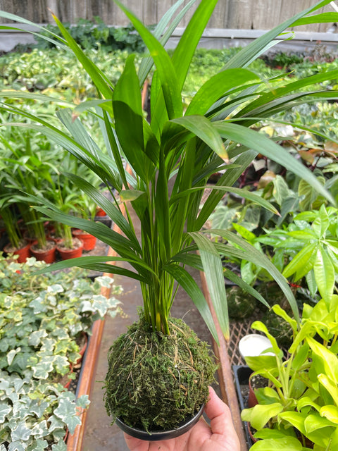 Palm Areca Kokedama, additional product view 2