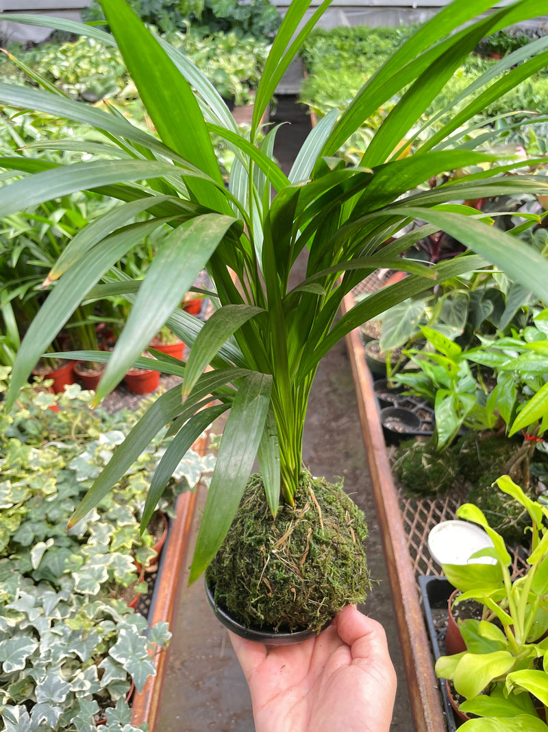 Load image into Gallery viewer, Palm Areca Kokedama
