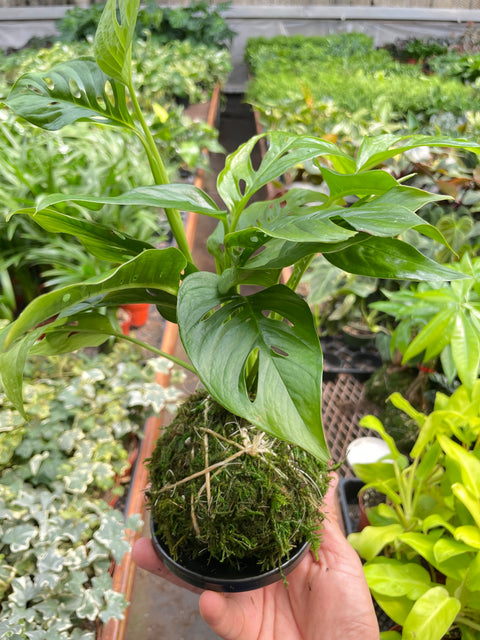 Monstera Swiss Cheese Kokedama, additional product view 2