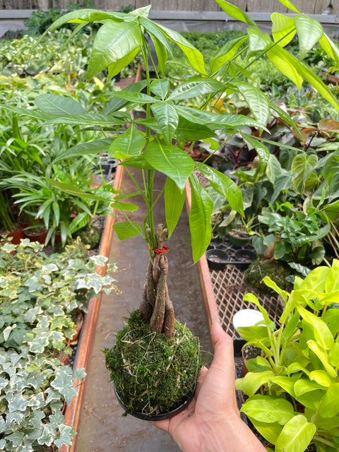 Money Tree 'Guiana Chestnut' Pachira Braid Kokedama, additional product view 2