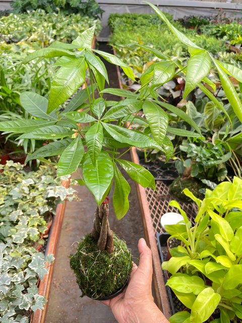 Money Tree Pachira Braid Kokedama