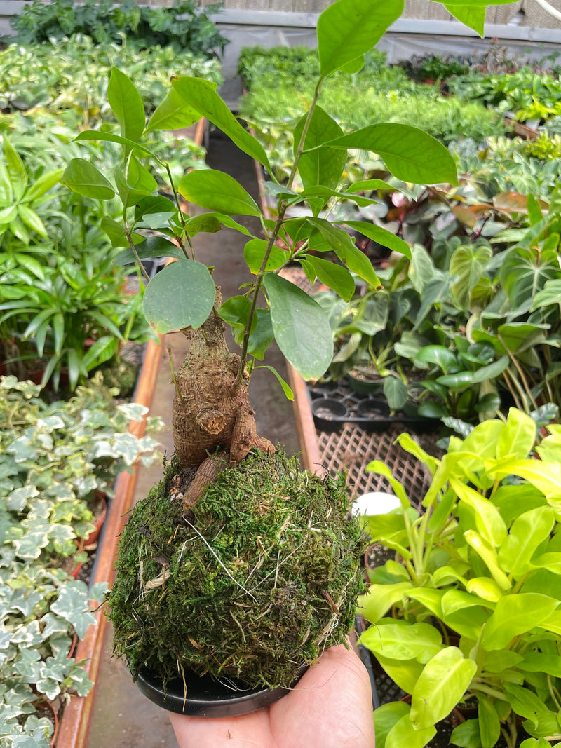 Load image into Gallery viewer, Ficus Ginseng Kokedama
