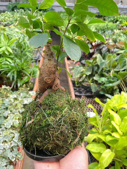 Ficus Ginseng Kokedama, additional product view 2