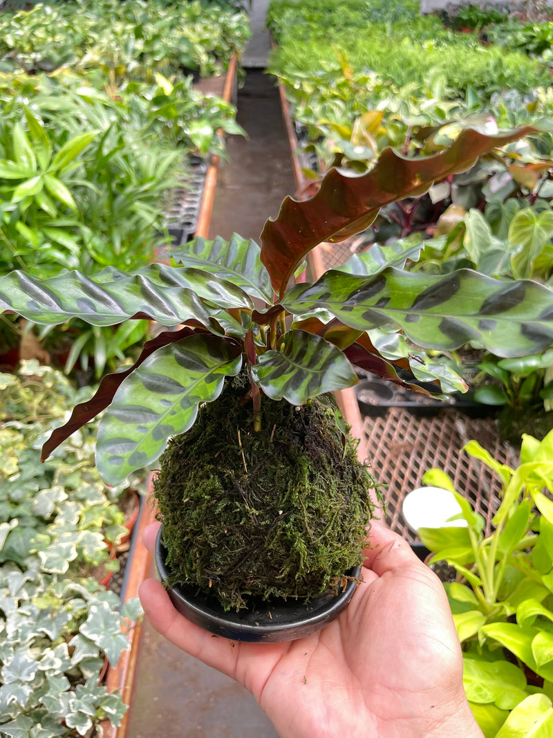 Load image into Gallery viewer, Calathea Rattlesnake Kokedama
