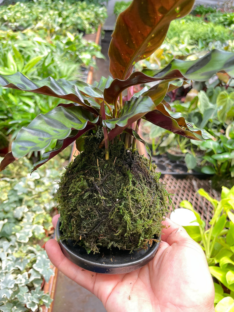 Load image into Gallery viewer, Calathea Rattlesnake Kokedama
