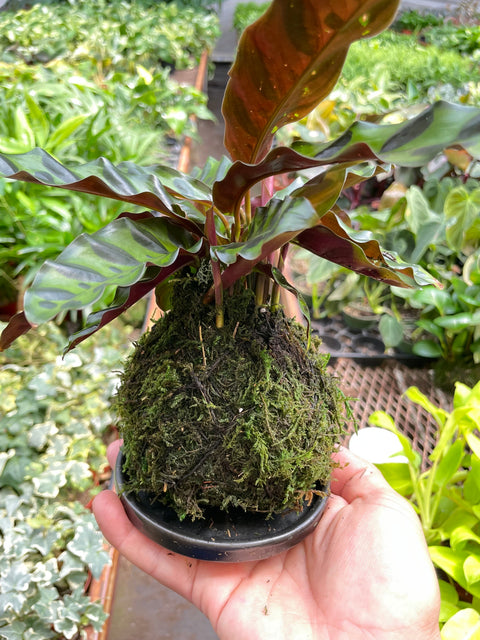 Calathea Rattlesnake Kokedama, additional product view 2