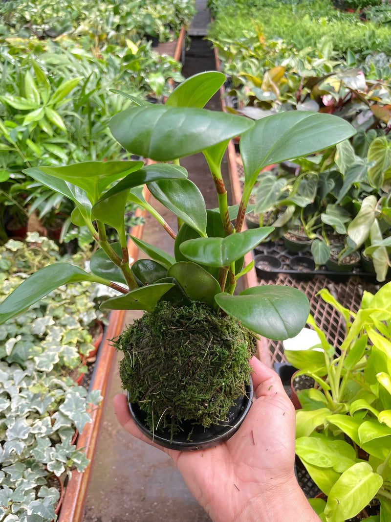 Load image into Gallery viewer, Peperomia Thailand Kokedama
