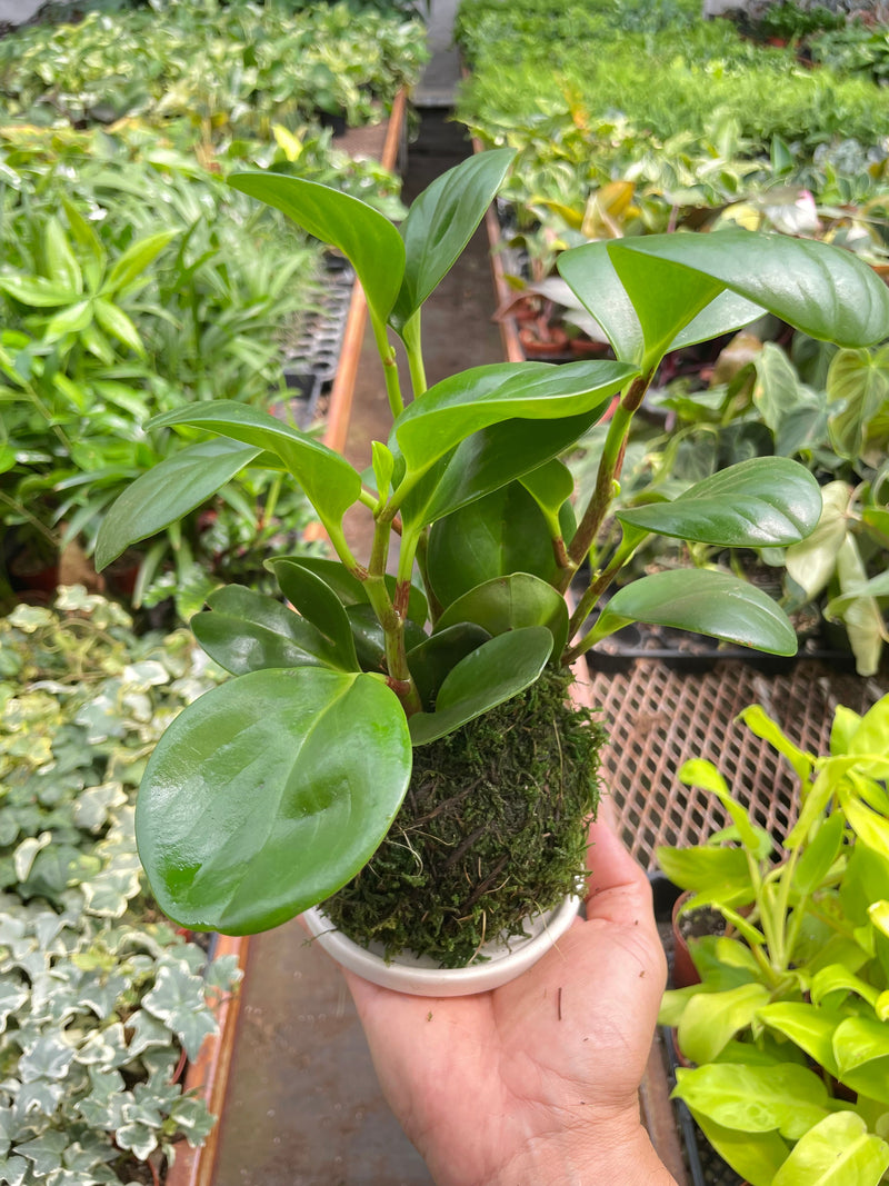 Load image into Gallery viewer, Peperomia Thailand Kokedama
