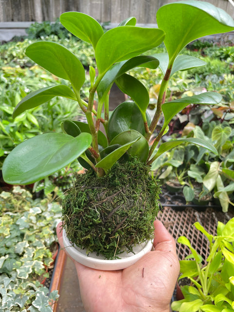 Peperomia Thailand Kokedama, additional product view 2