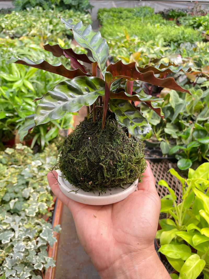 Load image into Gallery viewer, Calathea Rattlesnake Kokedama
