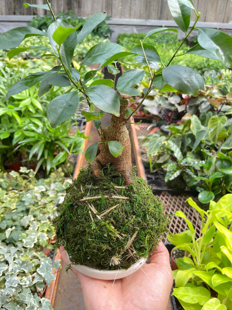 Load image into Gallery viewer, Ficus Ginseng Kokedama
