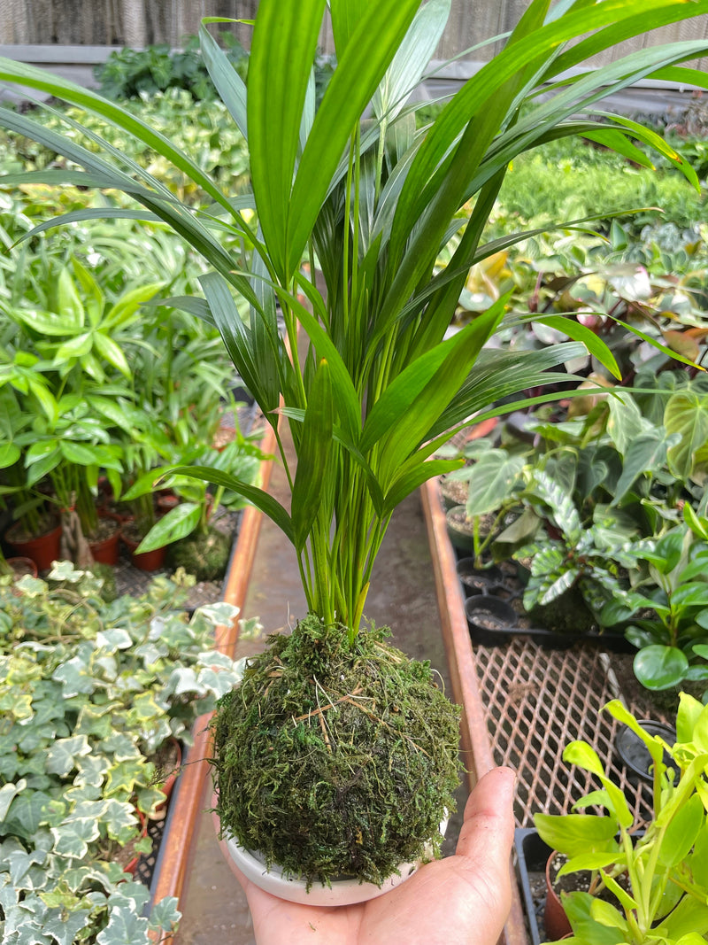 Load image into Gallery viewer, Palm Areca Kokedama

