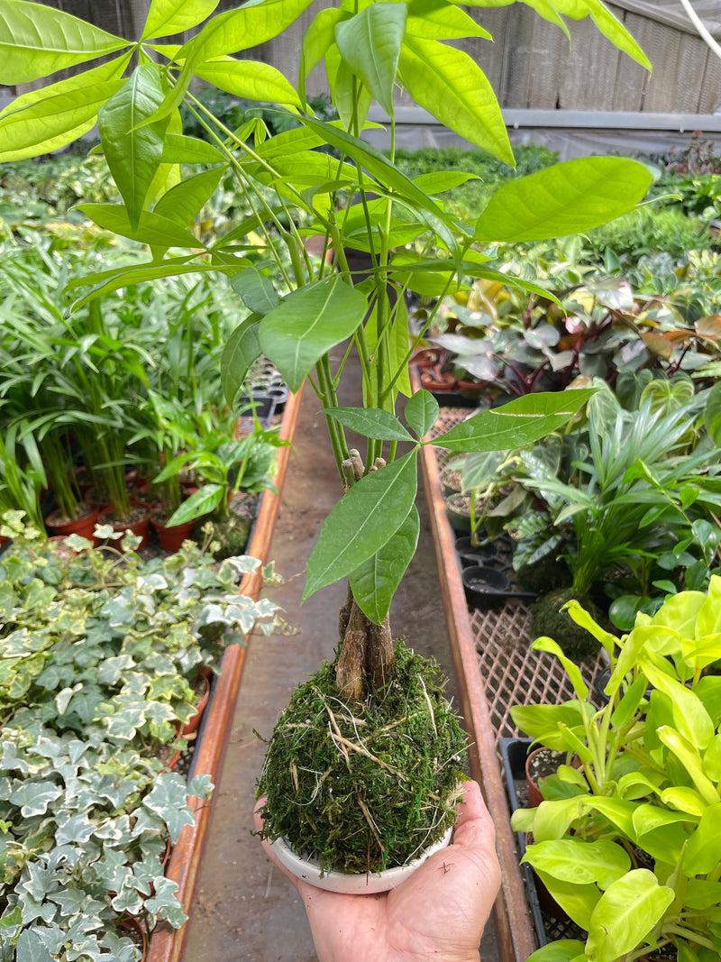 Load image into Gallery viewer, Money Tree 'Guiana Chestnut' Pachira Braid Kokedama
