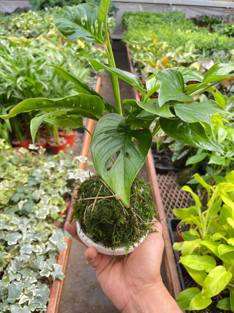 Load image into Gallery viewer, Monstera Swiss Cheese Kokedama
