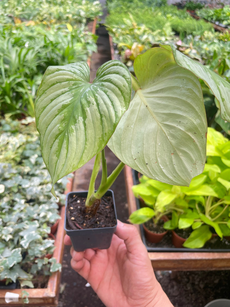 Load image into Gallery viewer, Philodendron 'Mamei'
